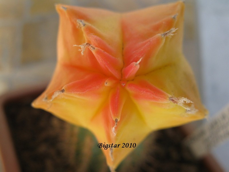 Astrophytum myriostigma cv. kikko koh-yo 