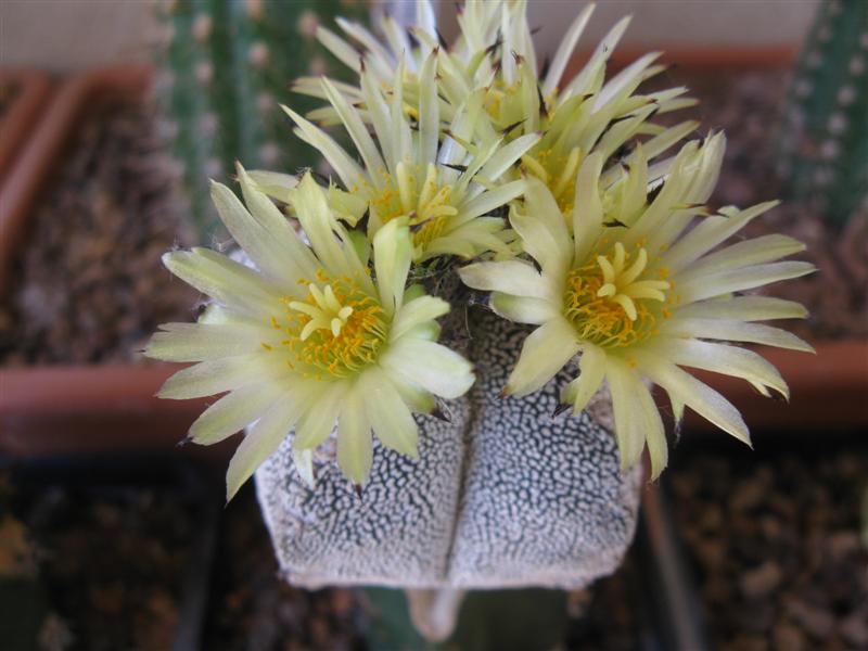 Astrophytum myriostigma cv. onzuka 