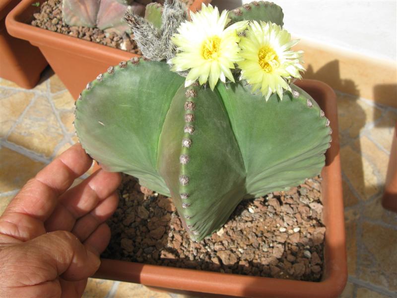 Astrophytum myriostigma v. nudum 