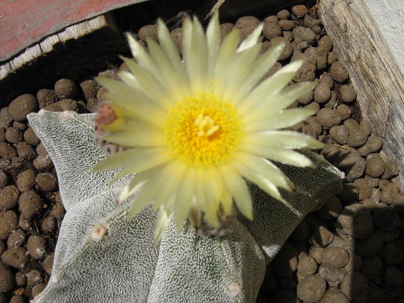 Astrophytum Myriostigma 