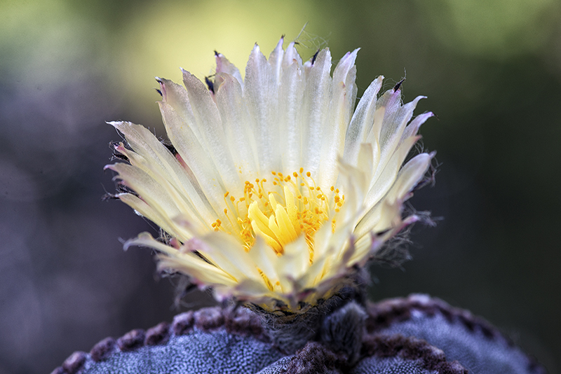 Astrophytum myriostigma 