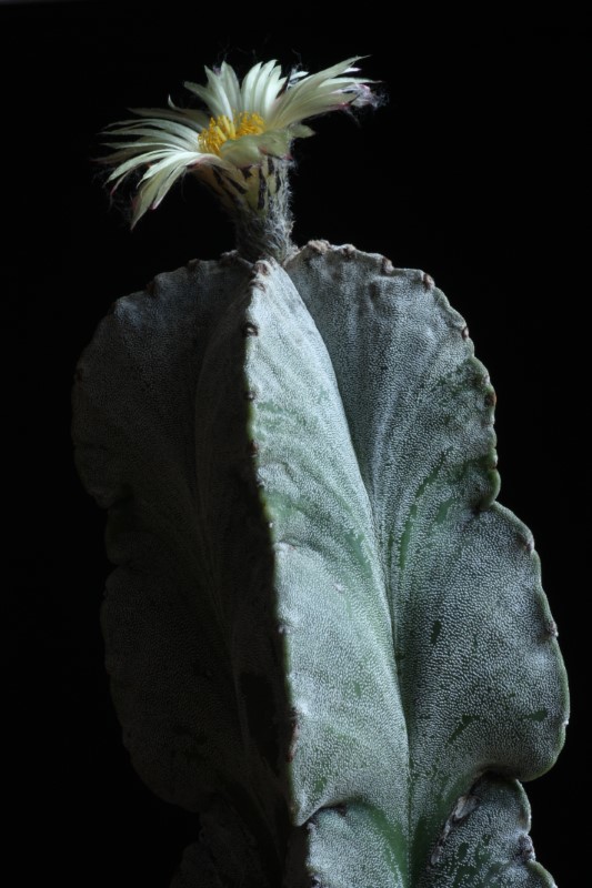 Astrophytum myriostigma 