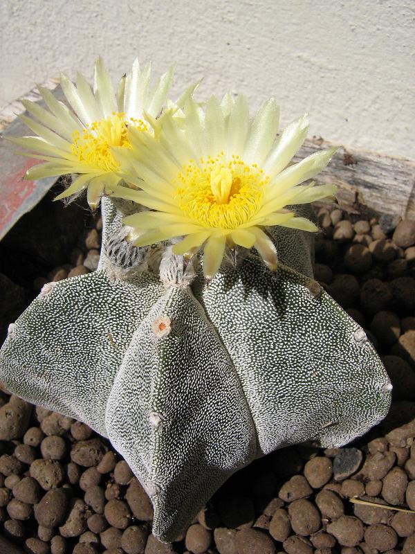 Astrophytum Myriostigma 