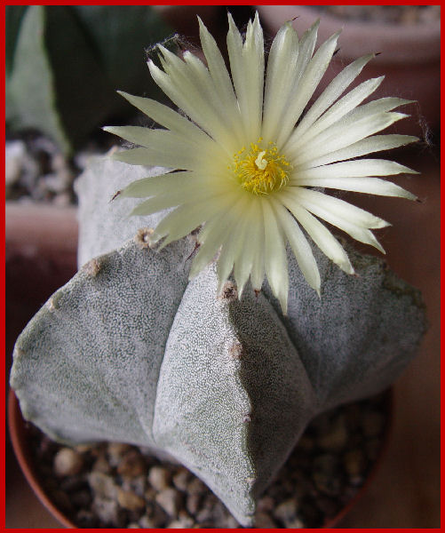 Astrophytum myriostigma 