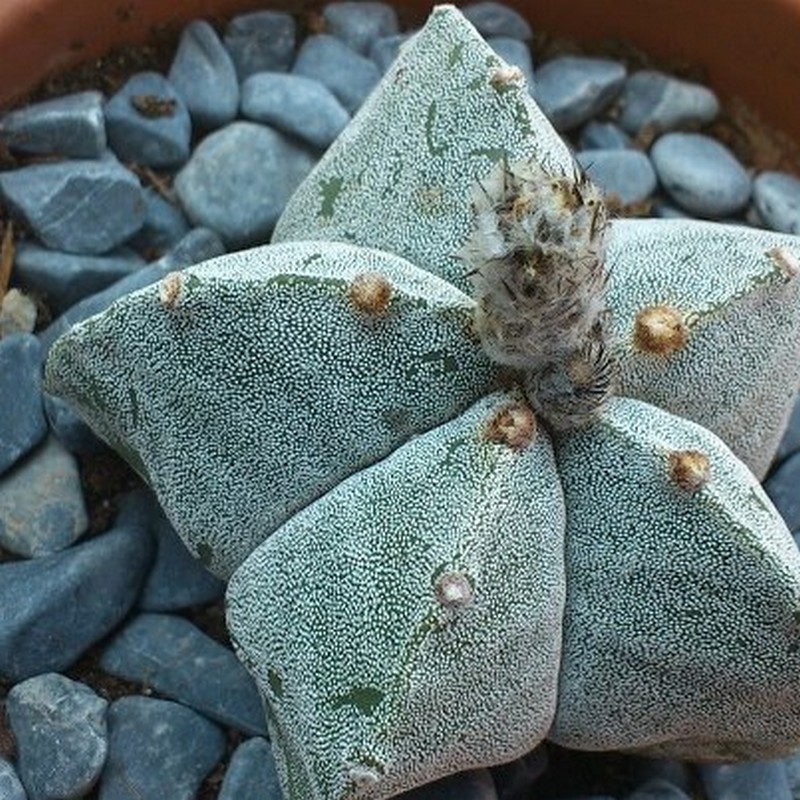 Astrophytum myriostigma 