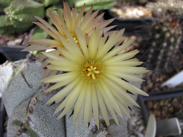 Astrophytum myriostigma 