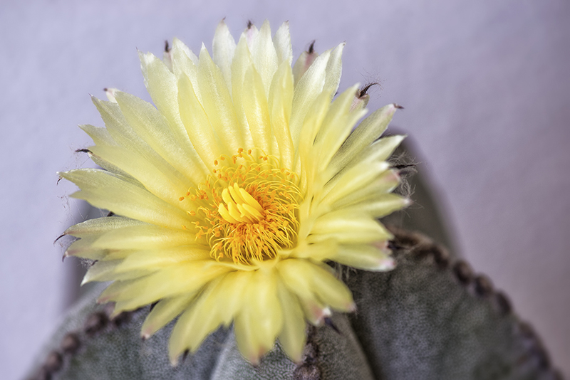 astrophytum myriostigma