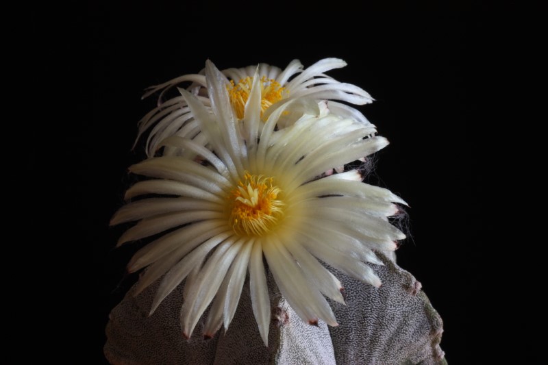 Astrophytum myriostigma 