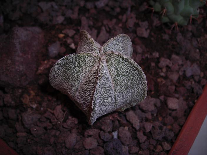 Astrophytum myriostigma 