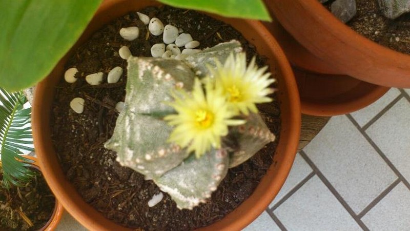 Astrophytum myriostigma 