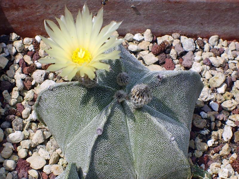 Astrophytum myriostigma 