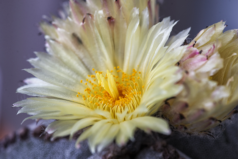 Astrophytum myriostigma 