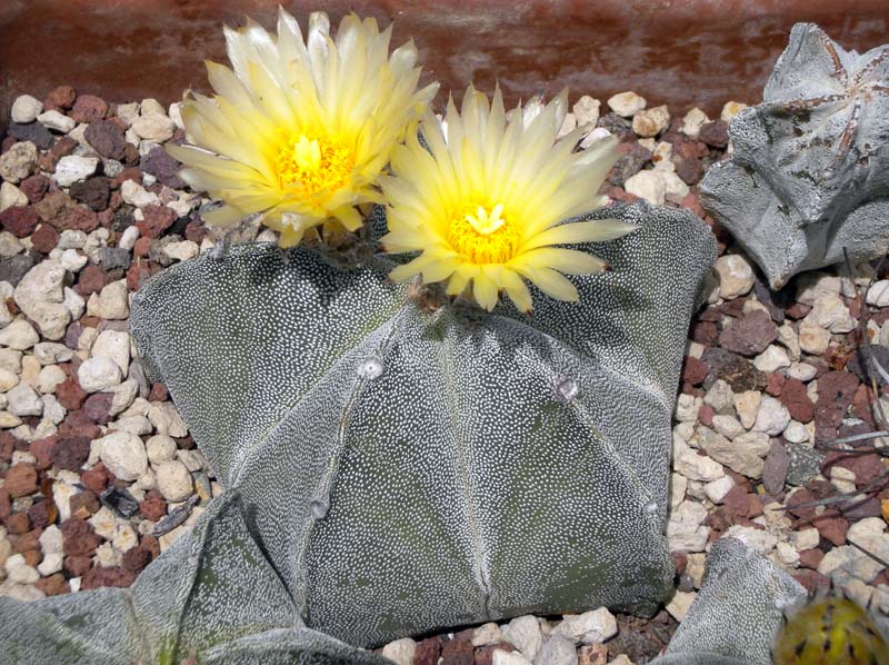 Astrophytum myriostigma 