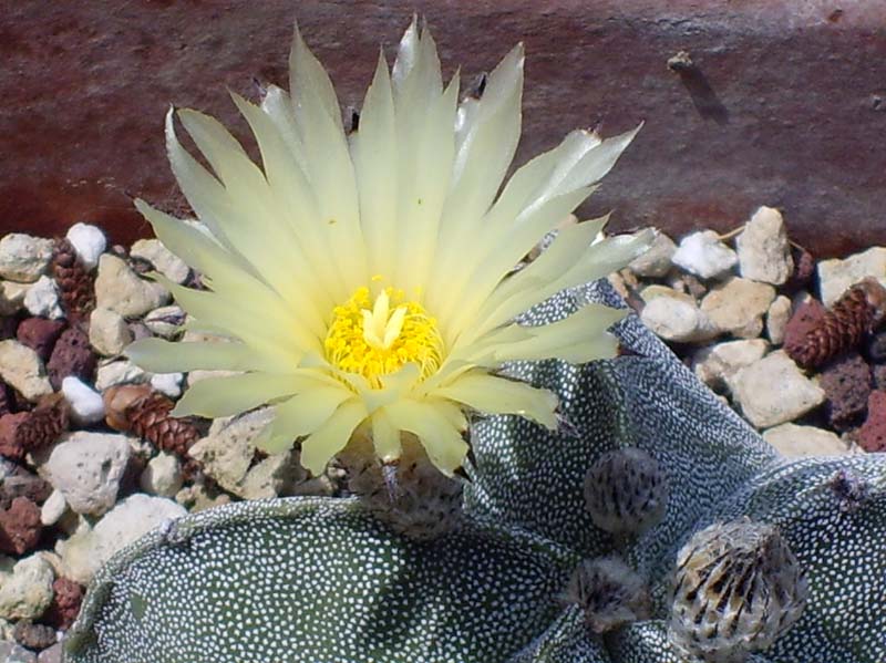 Astrophytum myriostigma 