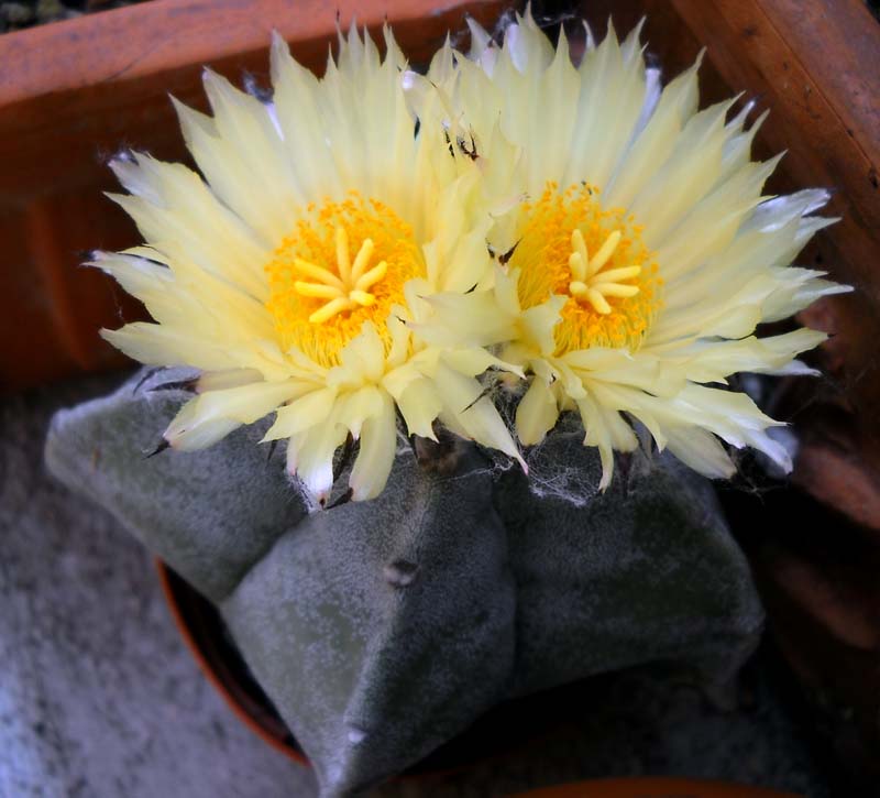 Astrophytum myriostigma 