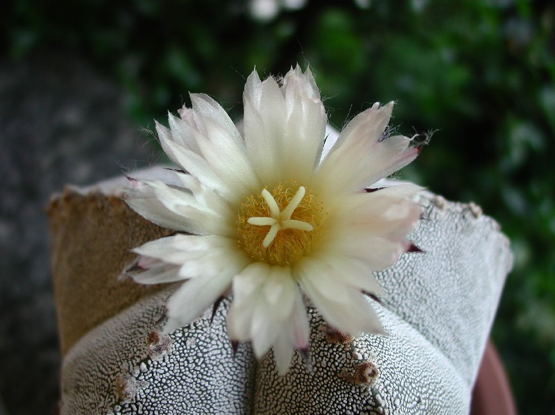 Astrophytum myriostigma 