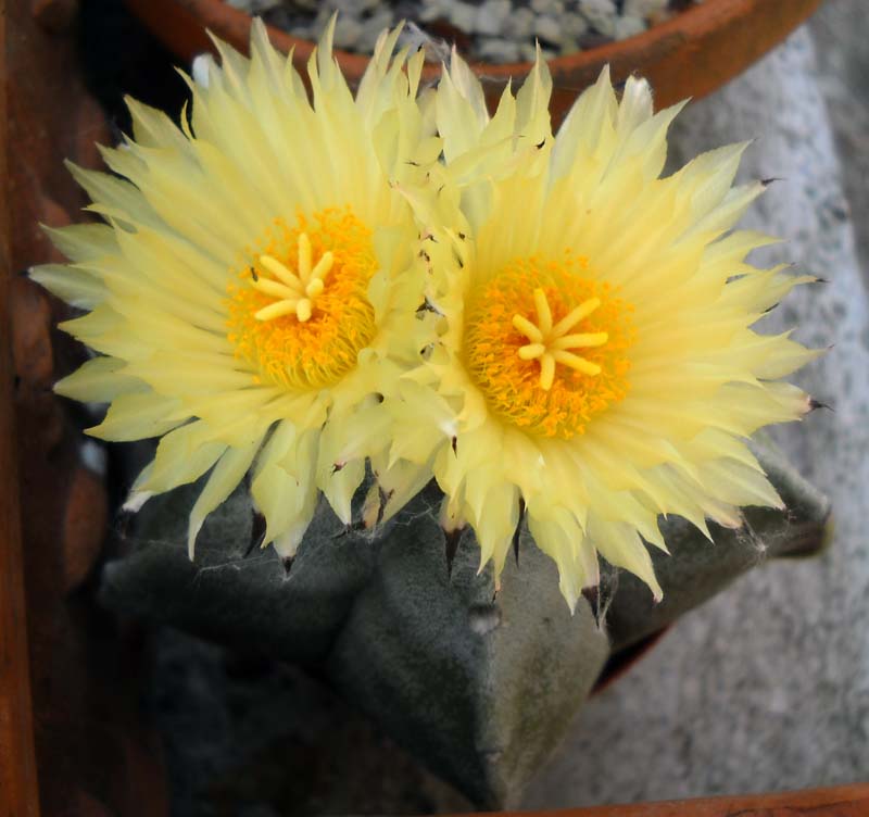 Astrophytum myriostigma 