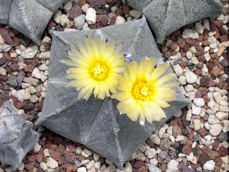 Astrophytum myriostigma 