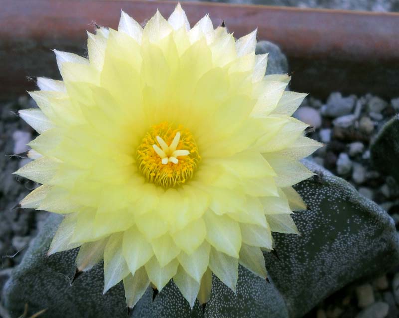 Astrophytum myriostigma 