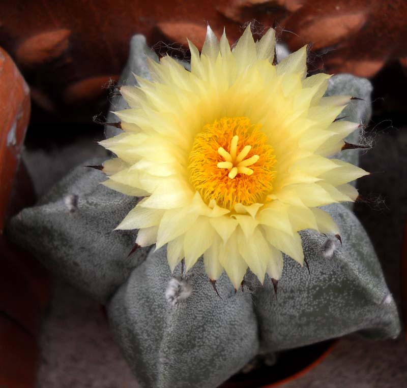 Astrophytum myriostigma 