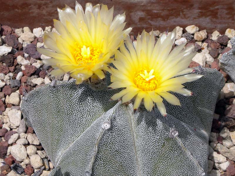 Astrophytum myriostigma 