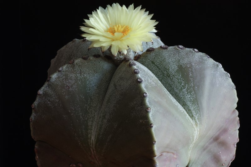 Astrophytum myriostigma 