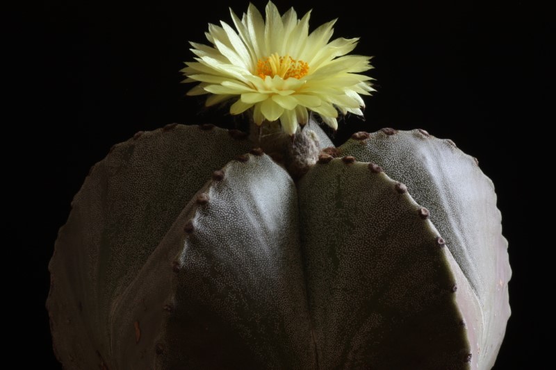 Astrophytum myriostigma 