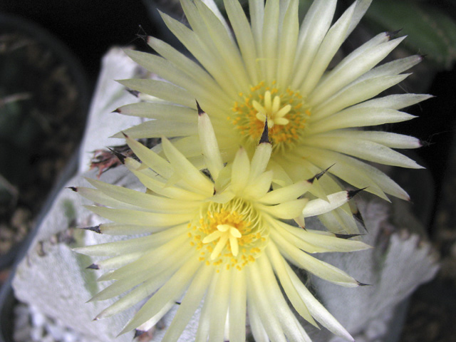 Astrophytum myriostigma 