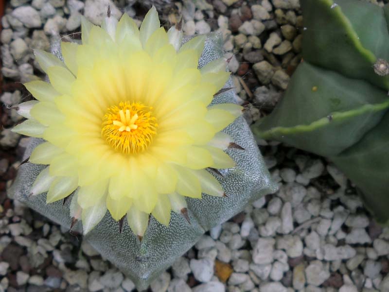 Astrophytum myriostigma 