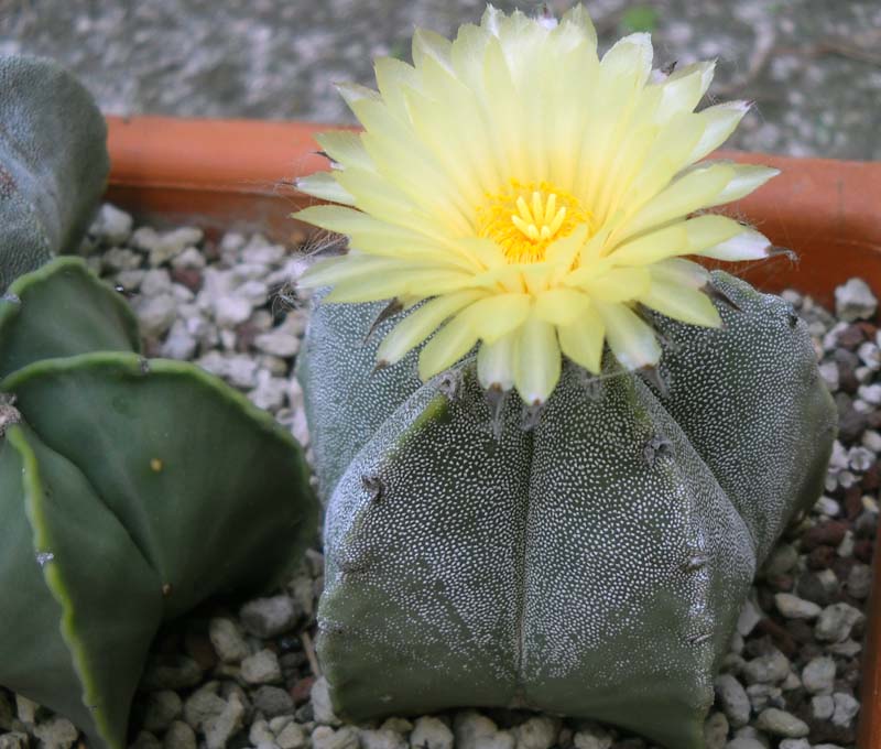 Astrophytum myriostigma 