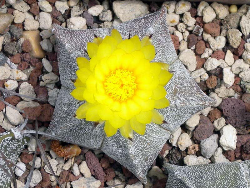 Astrophytum myriostigma 