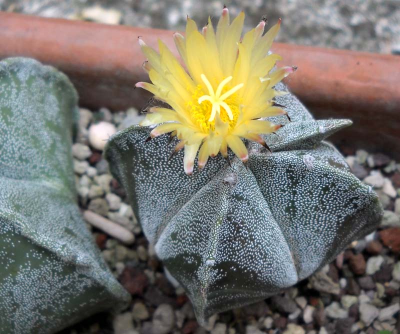 Astrophytum myriostigma f. quadricostatum 