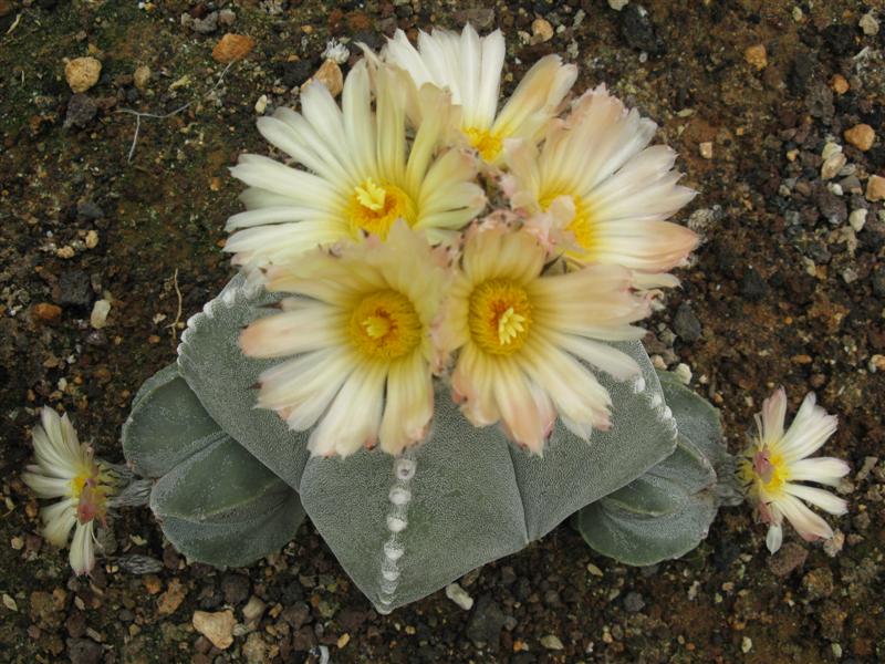 Astrophytum myriostigma 