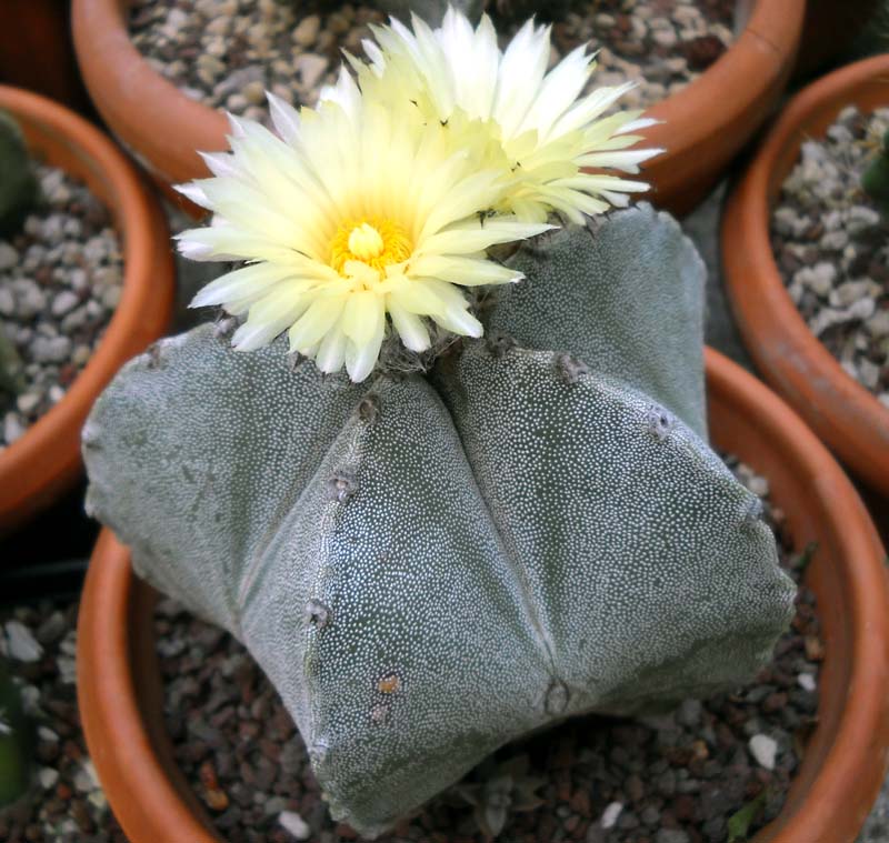 Astrophytum myriostigma 