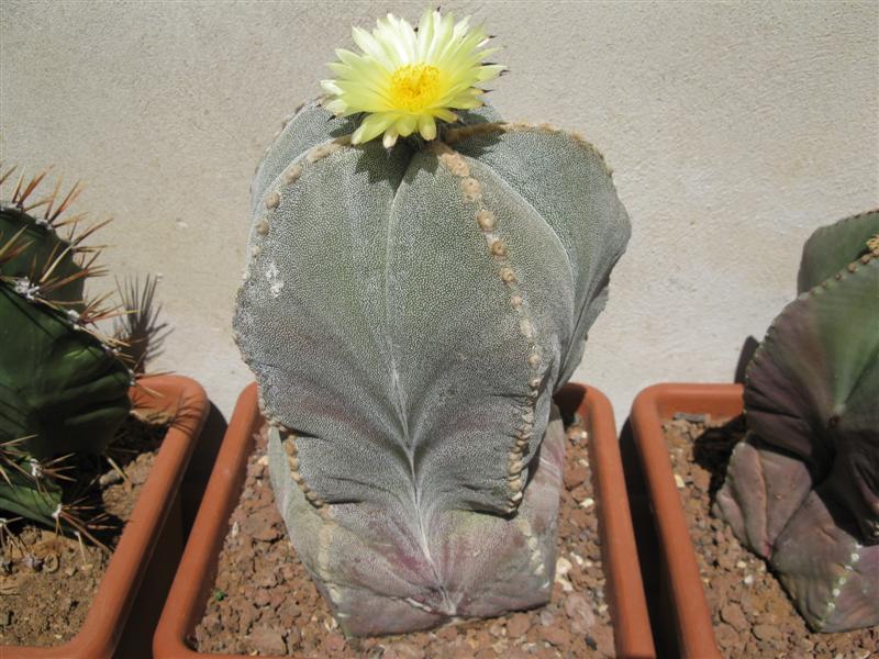 Astrophytum myriostigma 