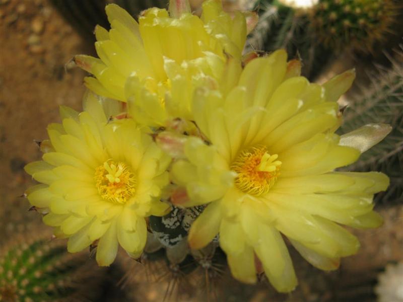 Astrophytum myriostigma cv. fukuryu hanya haku-jo red 