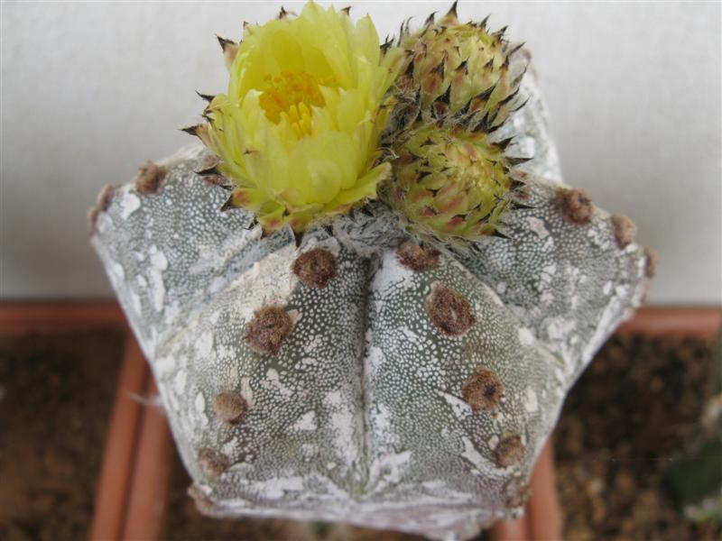 Astrophytum myriostigma cv. hakuun 