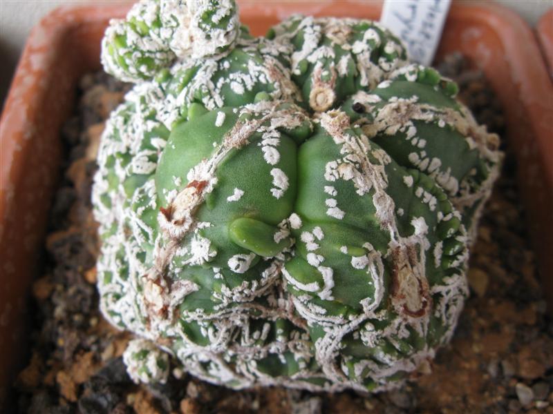 Astrophytum myriostigma cv. hannya fukuryu 