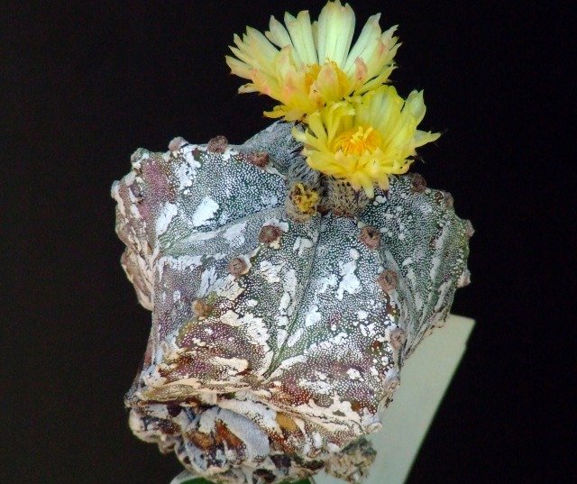 Astrophytum myriostigma cv. eboki 