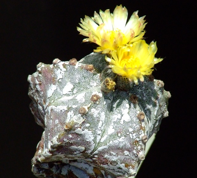 Astrophytum myriostigma cv. eboki 