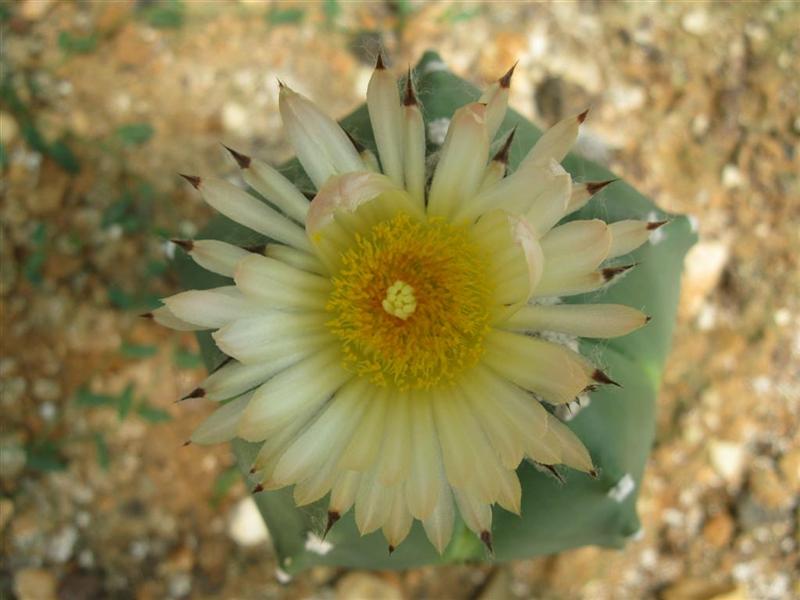 Astrophytum myriostigma cv. kikko 