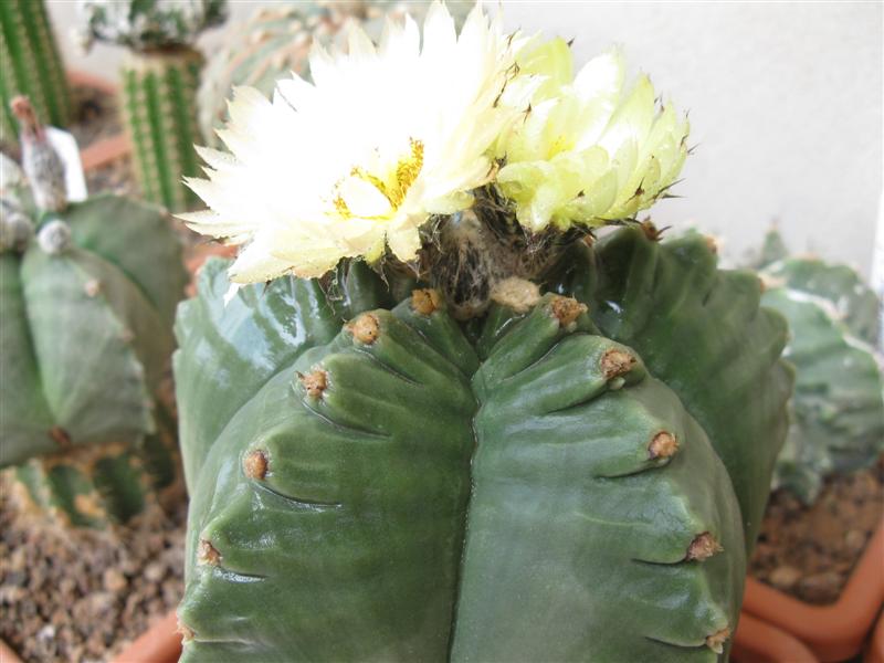 Astrophytum myriostigma cv. kikko 