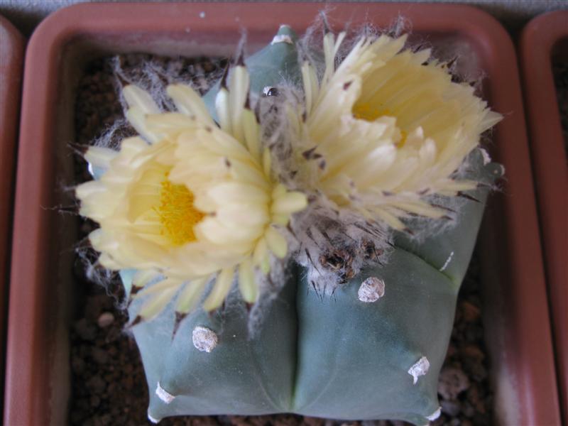 Astrophytum myriostigma cv. kikko 