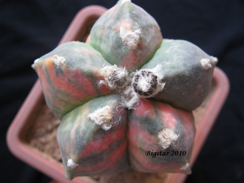 Astrophytum myriostigma cv. kikko 