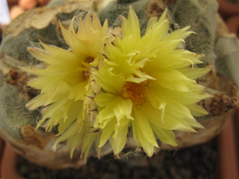 Astrophytum myriostigma f. monstruosum cv. nasenhorn 