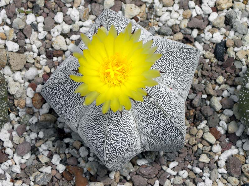 Astrophytum myriostigma cv. Onzuka 