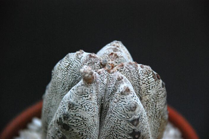 Astrophytum myriostigma cv. onzuka 