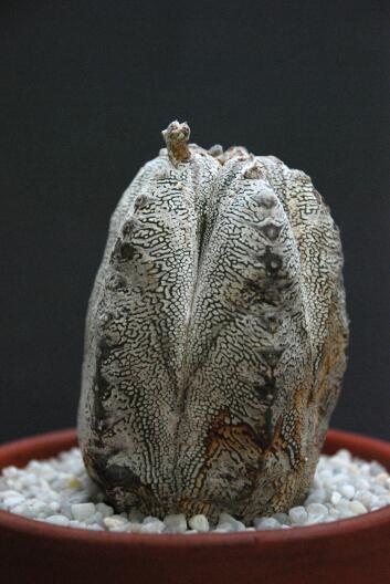 Astrophytum myriostigma cv. onzuka 