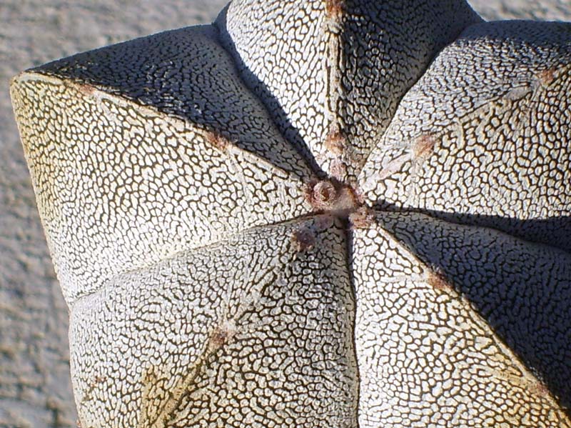 Astrophytum myriostigma cv. onzuka 