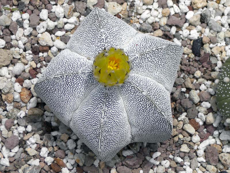 Astrophytum myriostigma cv. Onzuka 